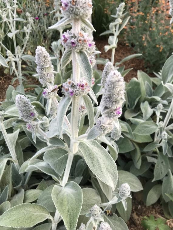 Stachys Flower seeds for Planting Garden Favorite, Heirloom & GMO Free Seeds for Home Garden vegetable and garden seeds