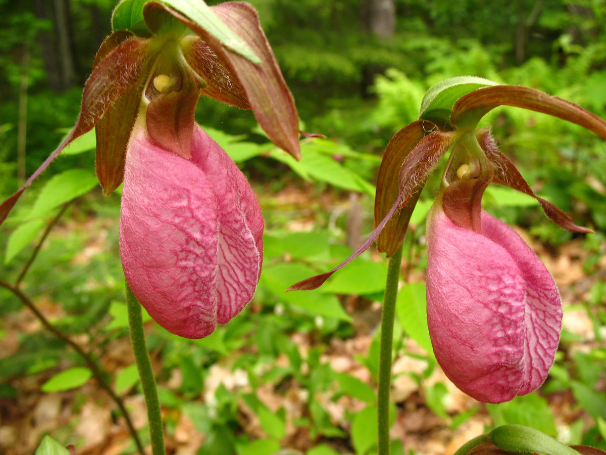 Lady's Slipper Flower seeds for Planting - Compact Growth, Heirloom & GMO Free Seeds for Home Garden