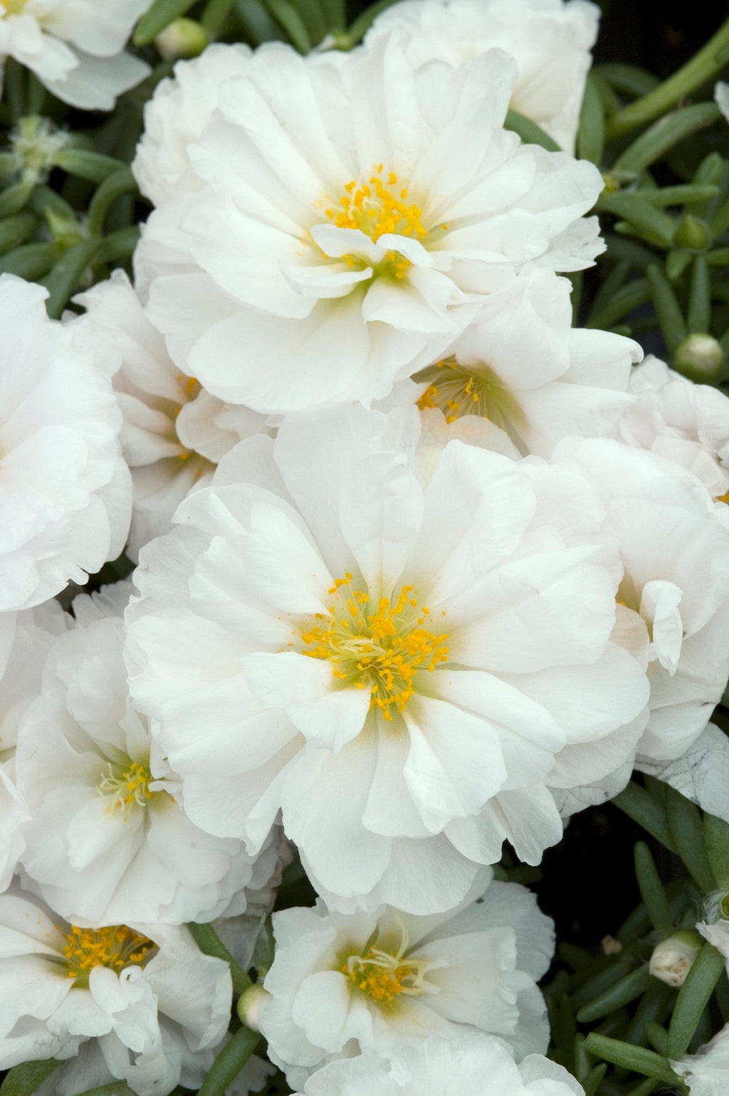 Premium White Portulaca Flower seeds for Planting Hardy Variety, Heirloom & GMO Free Seeds for Home Garden seeds
