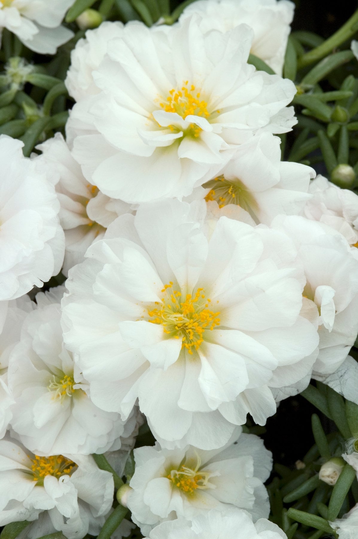 Premium White Portulaca Flower seeds for Planting Hardy Variety, Heirloom & GMO Free Seeds for Home Garden seeds