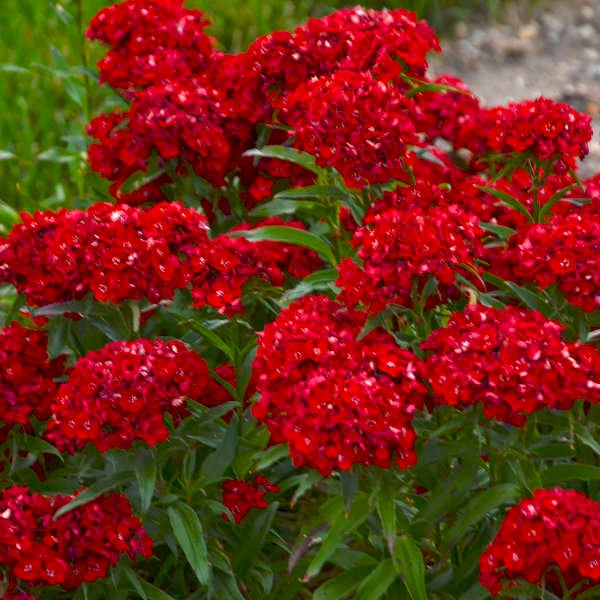 Red William Flower seeds for Planting Compact Growth, Heirloom & GMO Free Seeds for Home Garden seeds for planting