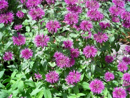 Monarda (Monarda Flower) seeds for planting in home garden