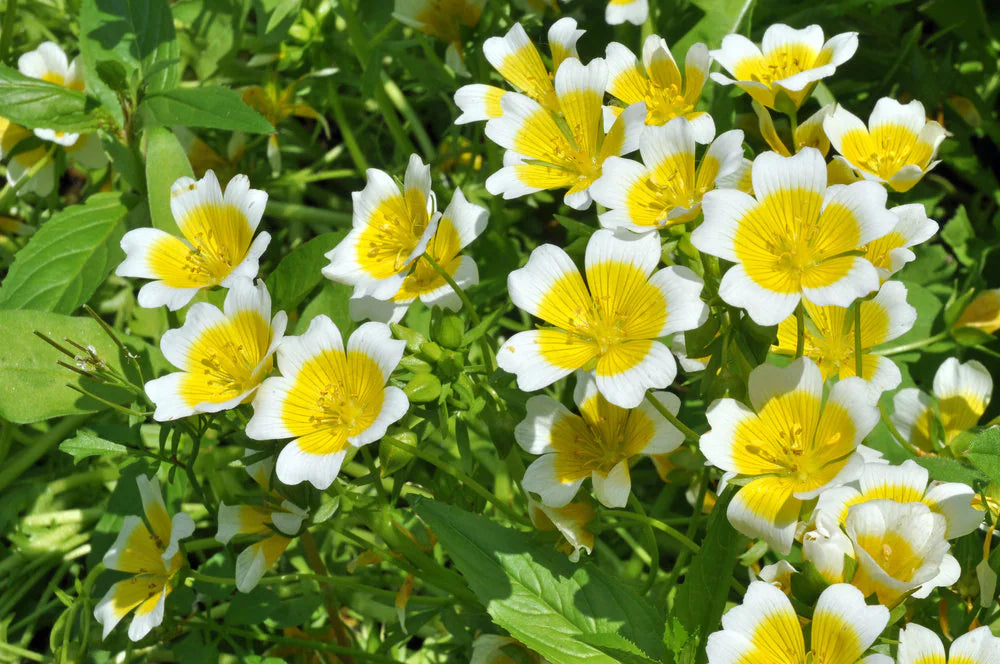 High quality Yellow White Limnanthes Douglasii Flower seeds for Planting Drought Tolerant, Heirloom & GMO Free Seeds for Home Garden seeds pack