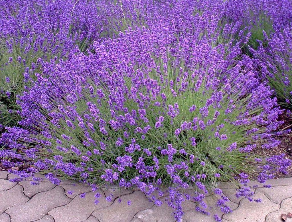 High quality Lavender Provence Flower seeds for Planting Cut Flower Favorite, Heirloom & GMO Free Seeds for Home Garden seeds pack