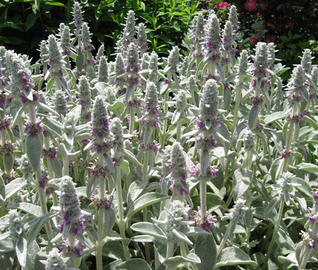 Premium Lamb's Ear Flower seeds for Planting Compact Growth, Heirloom & GMO Free Seeds for Home Garden seeds