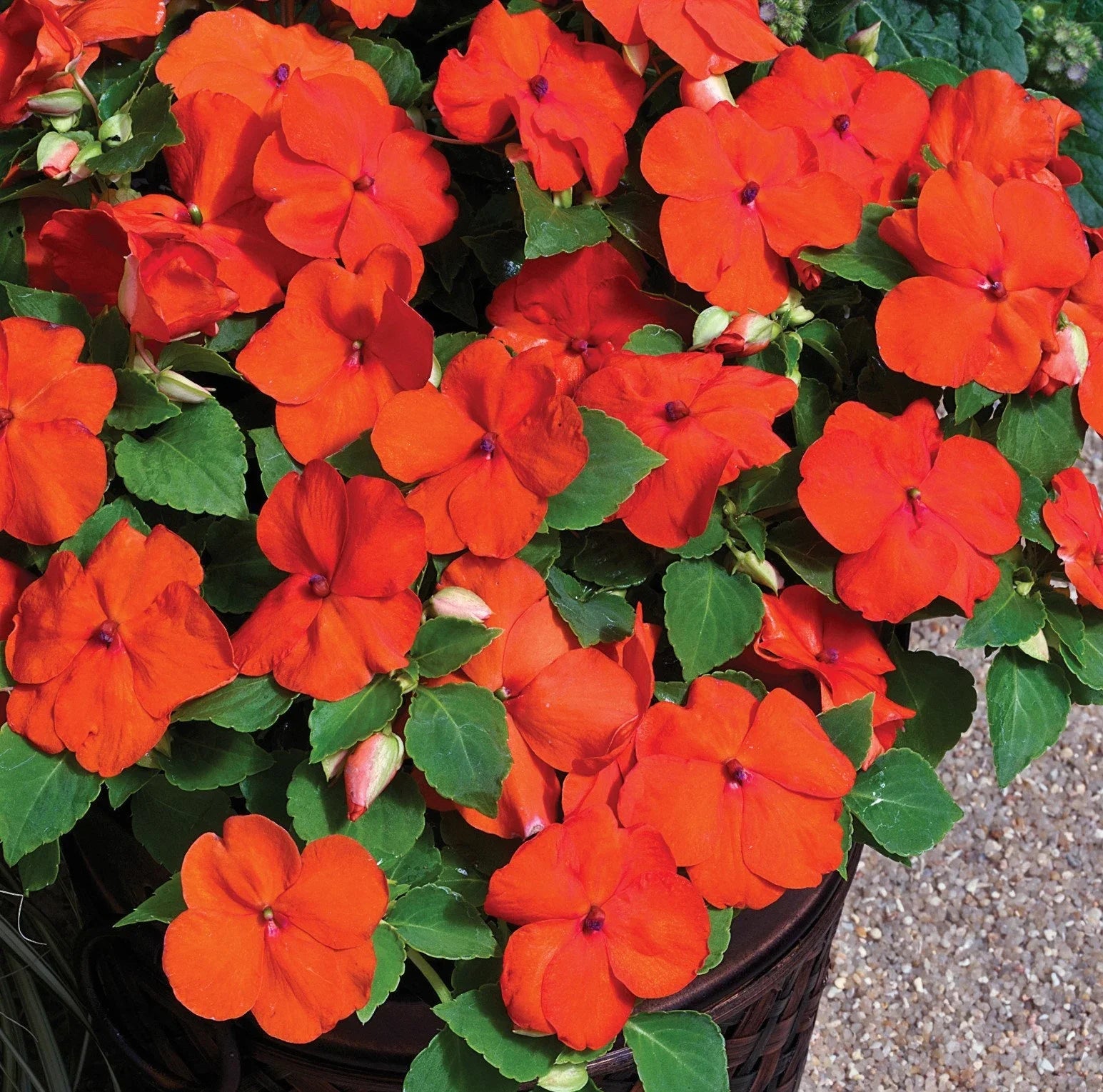 Premium Orange Impatiens Flower seeds for Planting Bright Blooms, Heirloom & GMO Free Seeds for Home Garden seeds