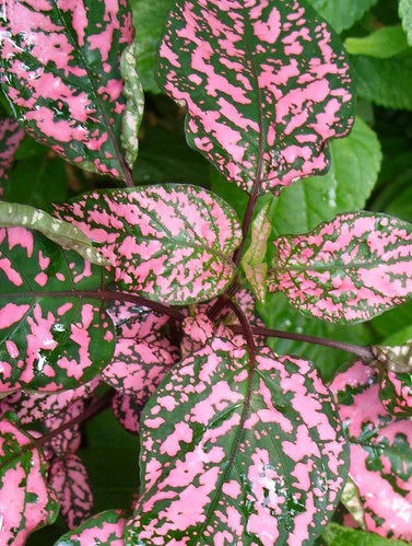 Pink Hypoestes Flower seeds for Planting Sun Loving, Heirloom & GMO Free Seeds for Home Garden vegetable and garden seeds