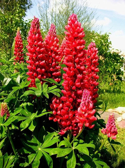 Premium Lupine Red Flower seeds for Planting Easy to Grow, Heirloom & GMO Free Seeds for Home Garden seeds