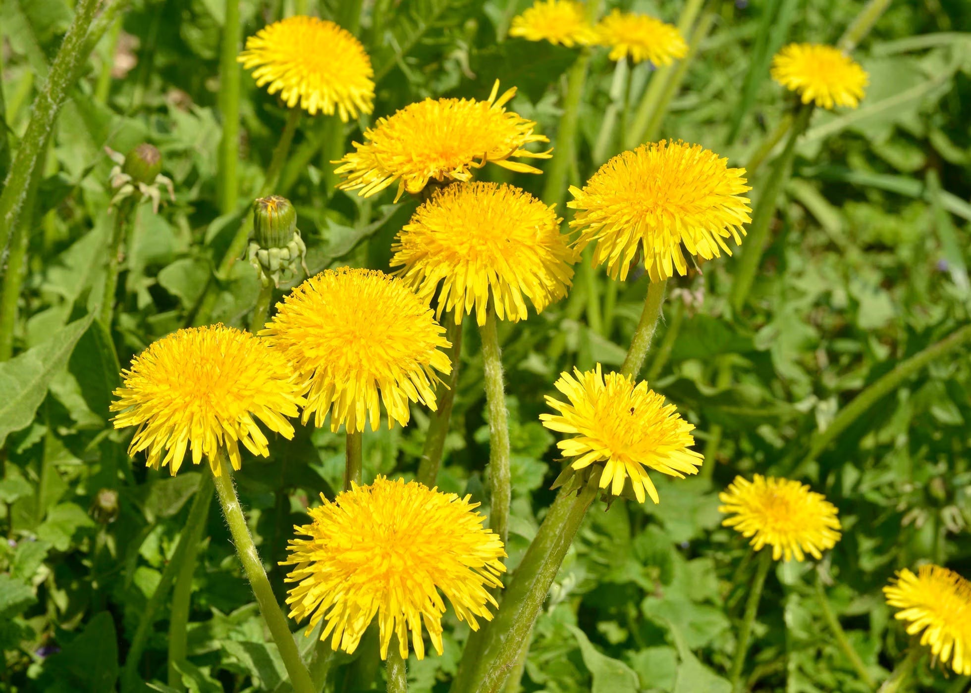Premium Yellow Dandelion Flower seeds for Planting Perfect for Borders, Heirloom & GMO Free Seeds for Home Garden seeds