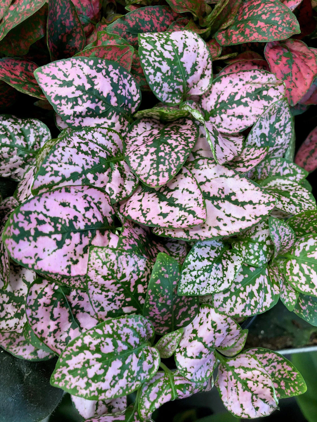 Mix Hypoestes Flower seeds for Planting Vibrant Colors, Heirloom & GMO Free Seeds for Home Garden seeds for planting