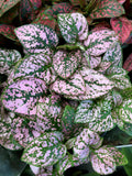 Mix Hypoestes Flower seeds for Planting Vibrant Colors, Heirloom & GMO Free Seeds for Home Garden seeds for planting
