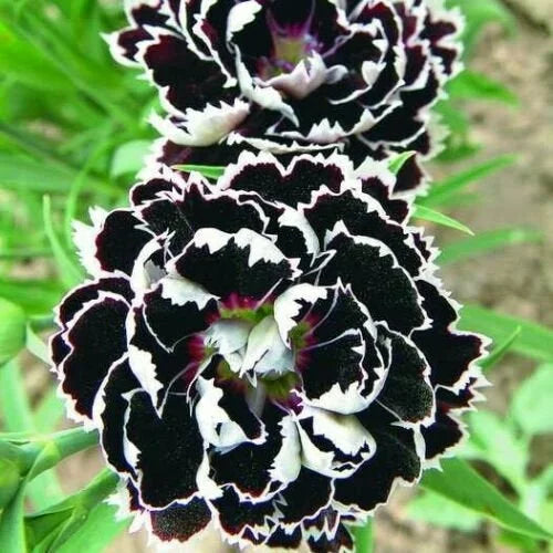 Carnations Black Flower seeds for Planting Drought Tolerant, Heirloom & GMO Free Seeds for Home Garden seeds for planting