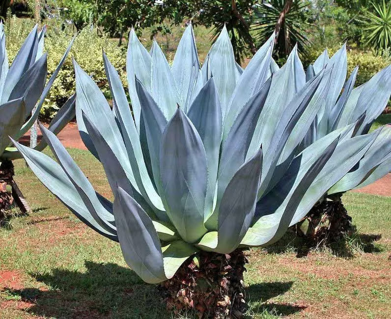Premium Green Agave Ferox Flower seeds for Planting Sun Loving, Heirloom & GMO Free Seeds for Home Garden seeds