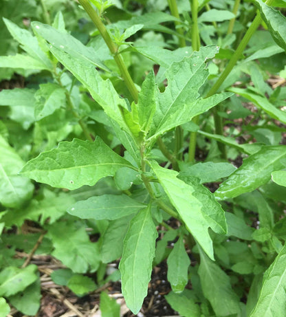 Epazote Dysphania Ambrosioides Seeds – Heirloom Non-GMO Herb for Easy Home Garden Planting