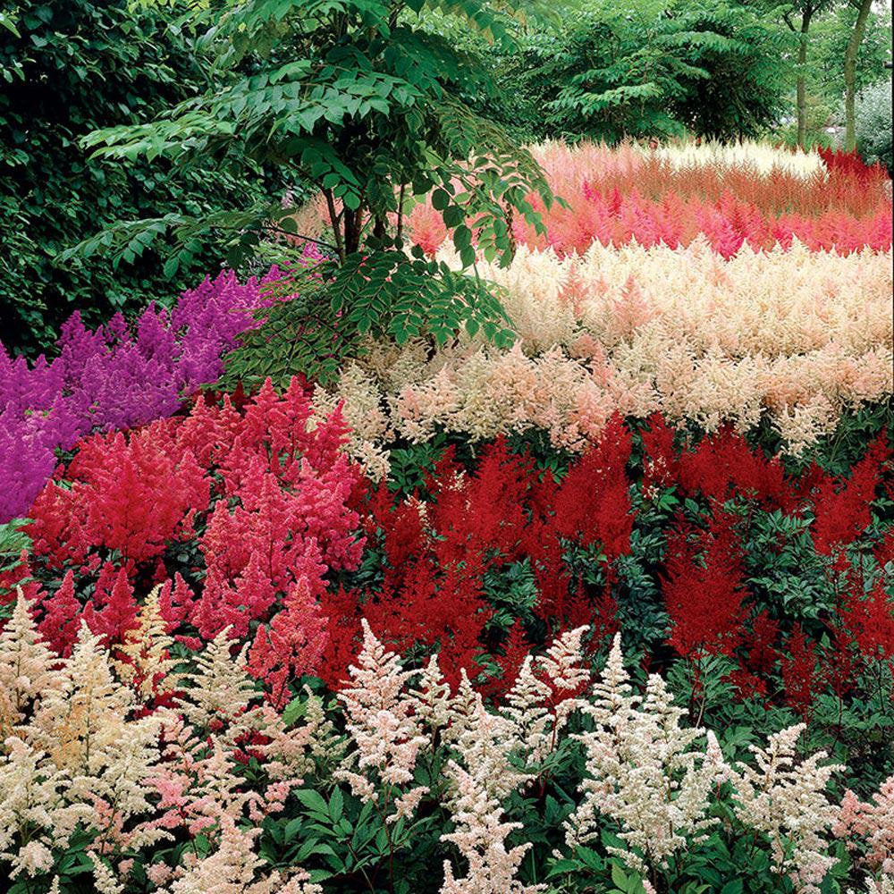 Mix Perennial Flower Seeds Flower seeds for Planting Compact Growth Heirloom & GMO Free Seeds for Home Garden
