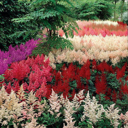 Mix Perennial Flower Seeds Flower seeds for Planting Compact Growth Heirloom & GMO Free Seeds for Home Garden