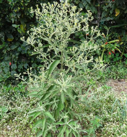 Blumea Flower seeds for Planting - Seasonal Bloomer, Heirloom & GMO Free Seeds for Home Garden