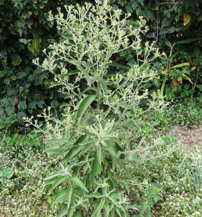 Blumea Flower seeds for Planting - Seasonal Bloomer, Heirloom & GMO Free Seeds for Home Garden