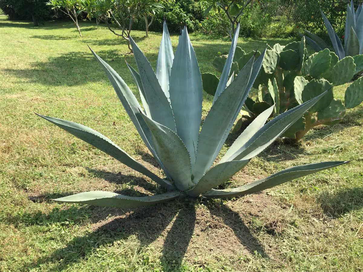 Green Agave Ferox Flower seeds for Planting Sun Loving, Heirloom & GMO Free Seeds for Home Garden vegetable and garden seeds