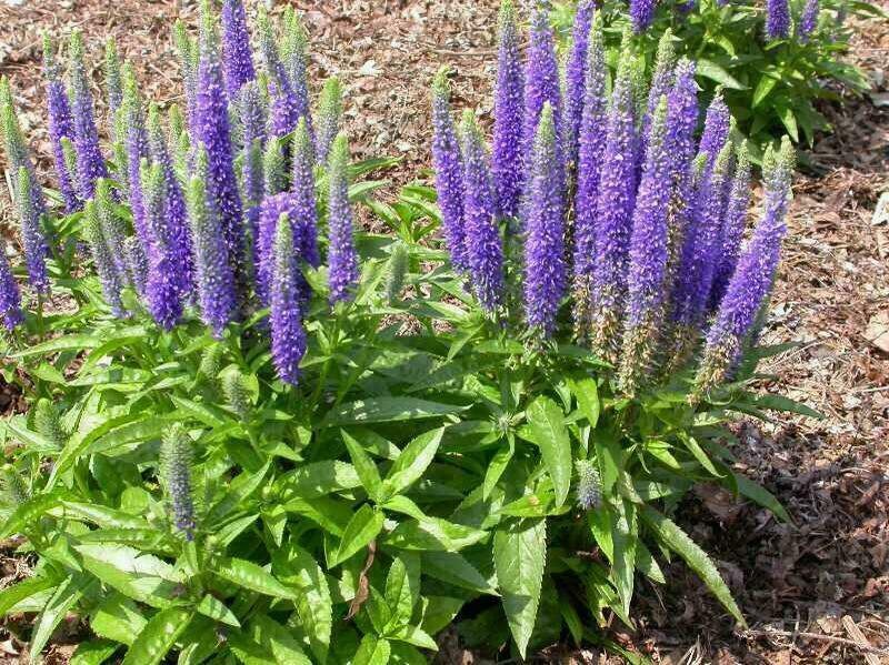 Veronica Flower seeds for Planting Shade Tolerant, Heirloom & GMO Free Seeds for Home Garden vegetable and garden seeds