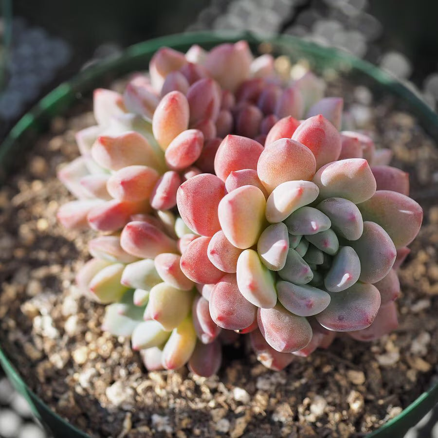 Dudleya Flower seeds for Planting - Low Maintenance, Heirloom & GMO Free Seeds for Home Garden