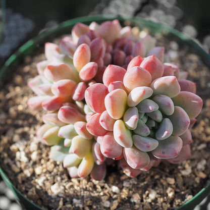 Dudleya Flower seeds for Planting - Low Maintenance, Heirloom & GMO Free Seeds for Home Garden