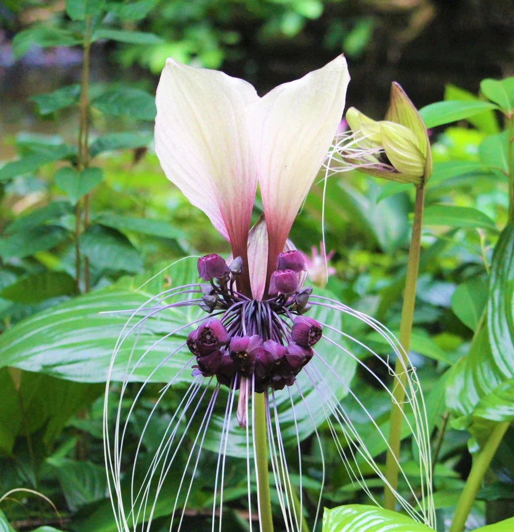 Purple Cycas Seeds For Exotic Planting & Decor Plant Seeds