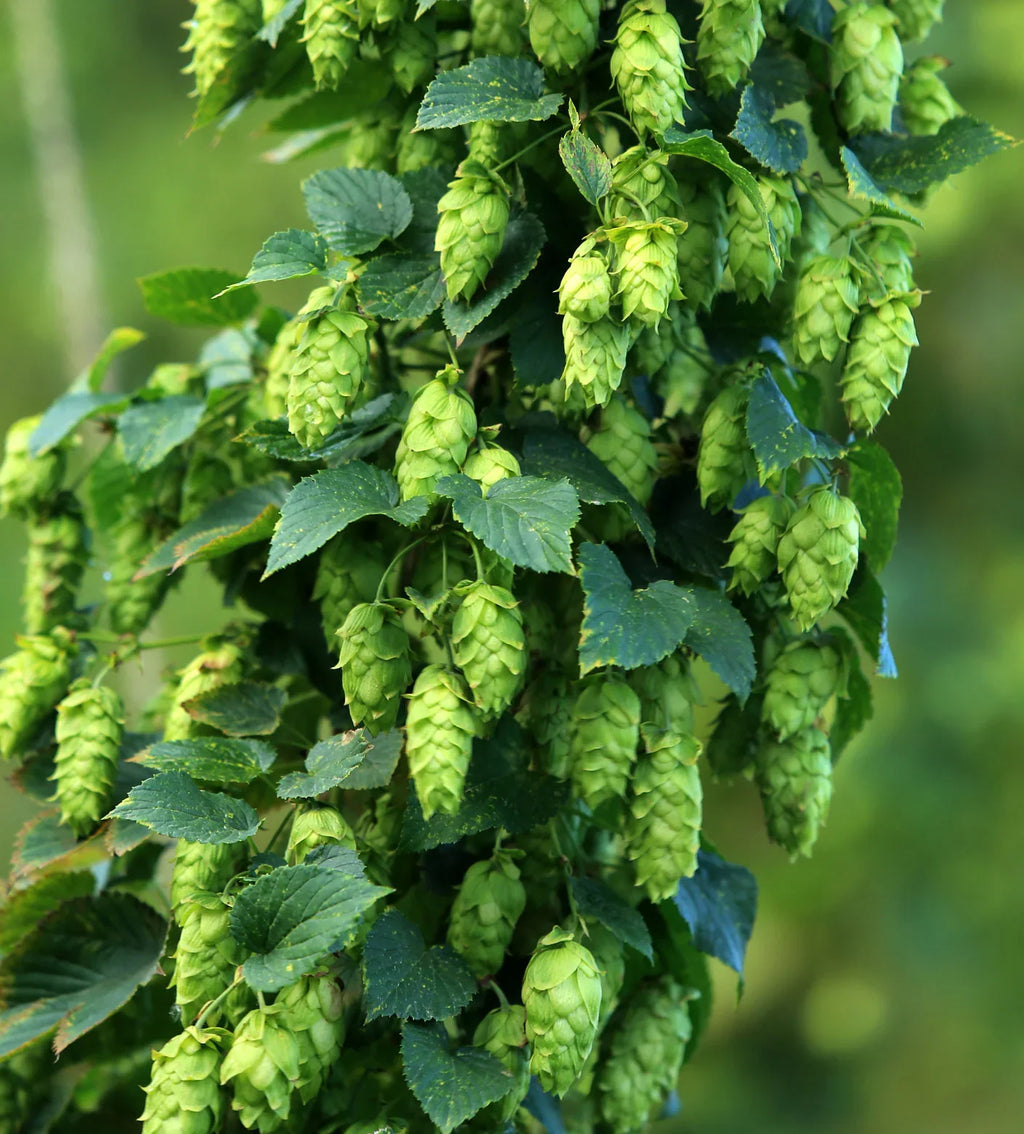 Green Hop Flower seeds for Planting Low Maintenance, Heirloom & GMO Free Seeds for Home Garden vegetable and garden seeds