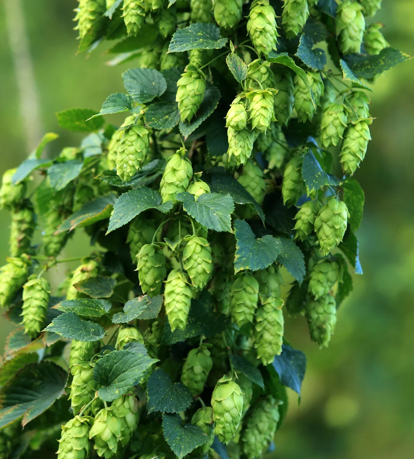 Green Hop Flower seeds for Planting Low Maintenance, Heirloom & GMO Free Seeds for Home Garden vegetable and garden seeds