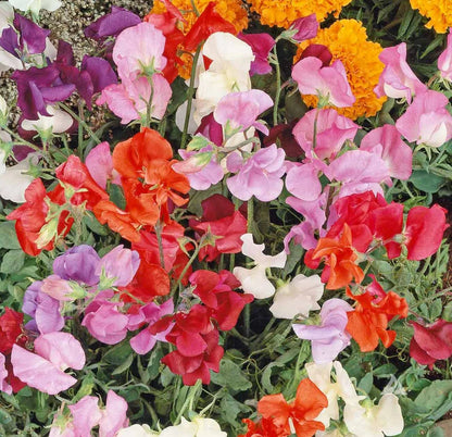 Sweet (Sweet Pea) seeds for planting in home garden