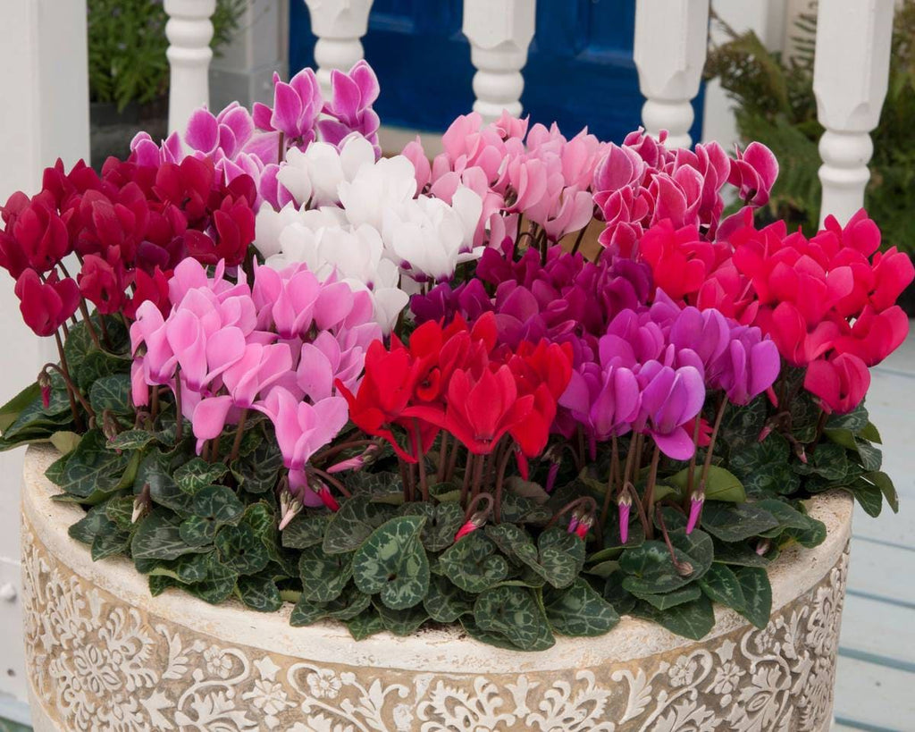 Persicum Flower seeds for Planting Fragrant Blossoms, Heirloom & GMO Free Seeds for Home Garden vegetable and garden seeds