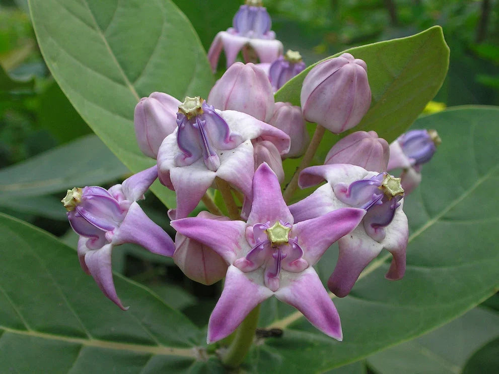 Purple Calotropis Gigantea Flower seeds for Planting Pollinator Friendly, Heirloom & GMO Free Seeds for Home Garden Sale vegetable and garden seeds