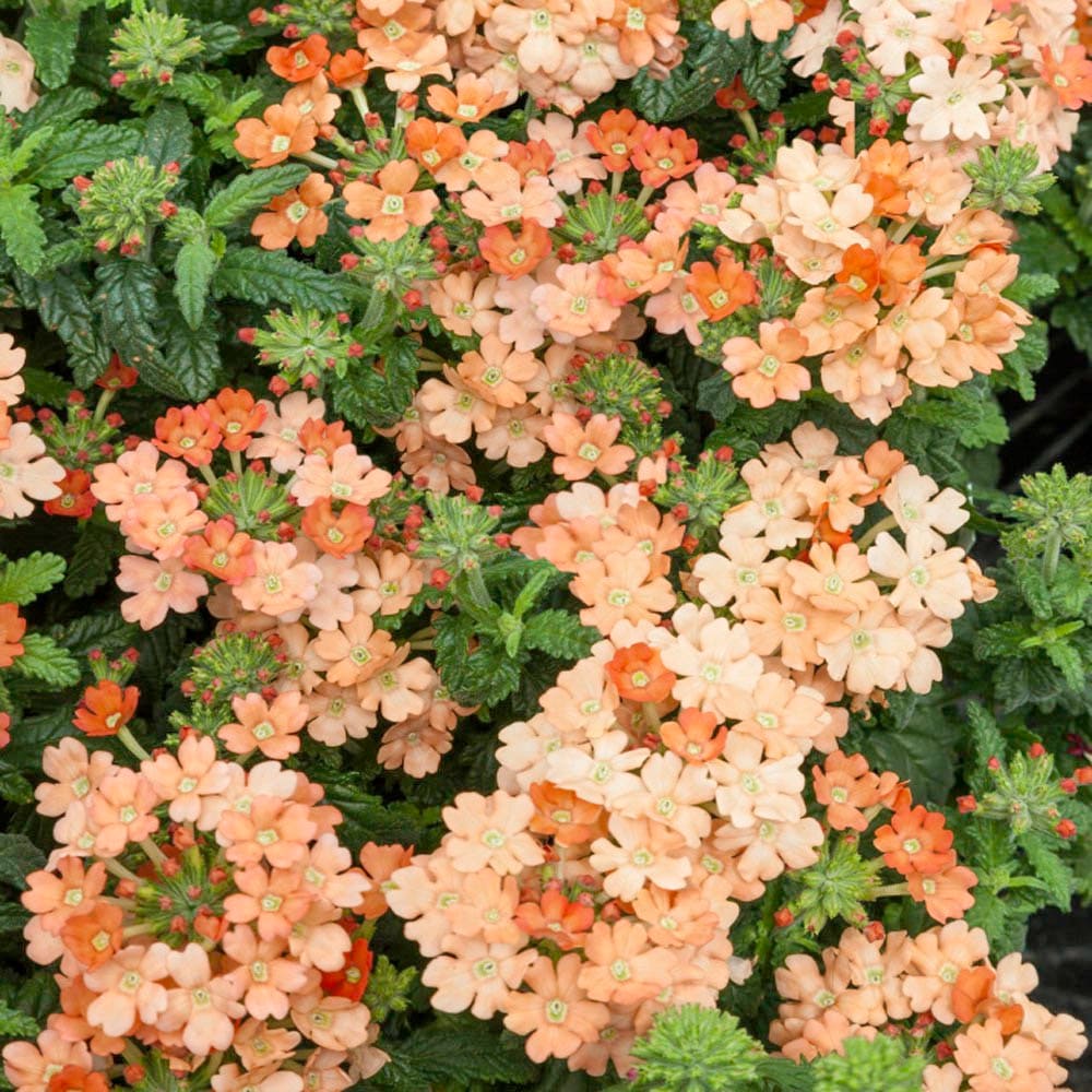 High quality Peach Verbena Didyma Flower seeds for Planting Sun Loving, Heirloom & GMO Free Seeds for Home Garden seeds pack