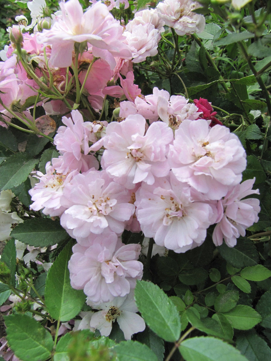 Pink Polyantha Flower seeds for Planting Easy to Grow, Heirloom & GMO Free Seeds for Home Garden seeds for planting