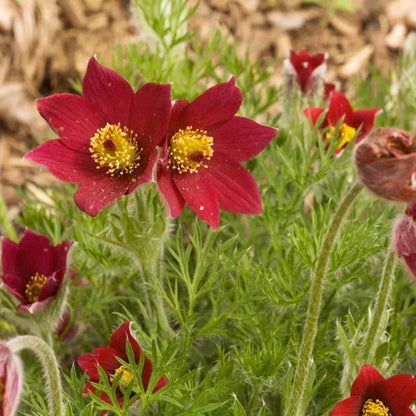 Mixed Anemone Pulsatilla Seeds For Planting Flower