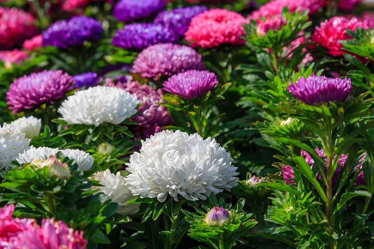 Aster China Flower seeds for Planting Wildflower Mix Heirloom & GMO Free Seeds for Home Garden