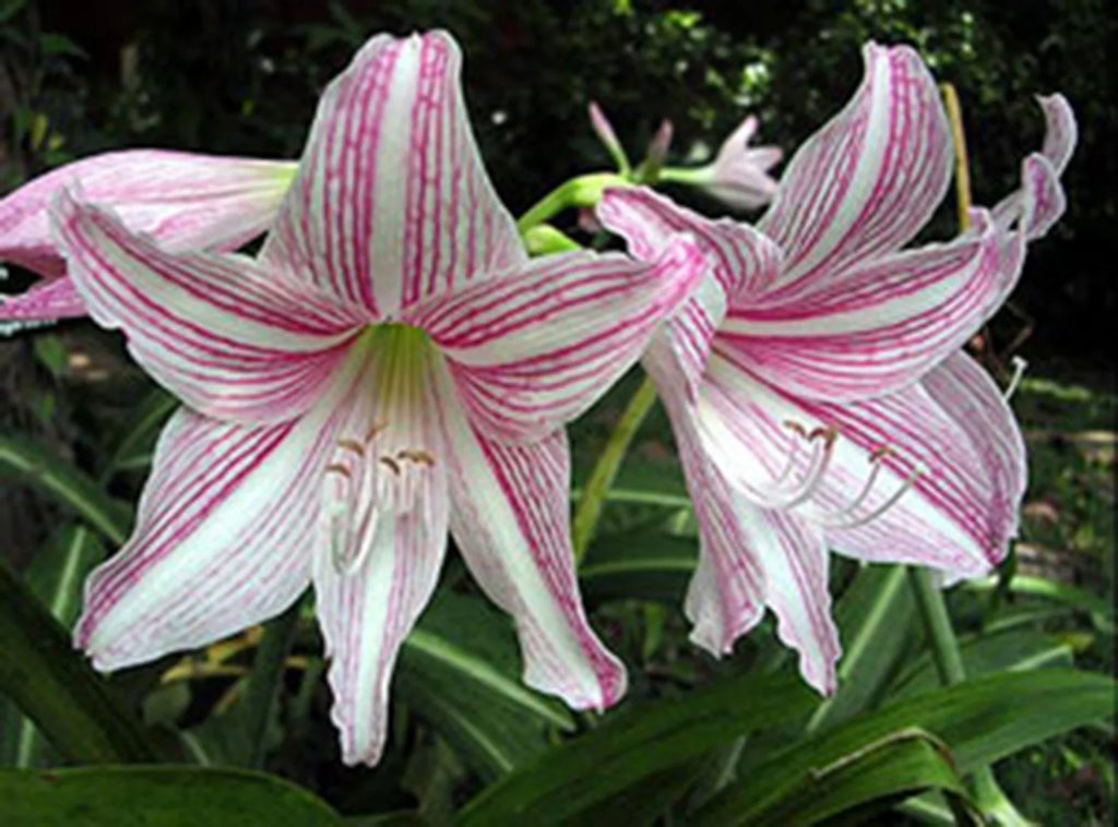 Premium Pink Hippeastrum Rutilum Flower seeds for Planting Sun Loving, Heirloom & GMO Free Seeds for Home Garden seeds
