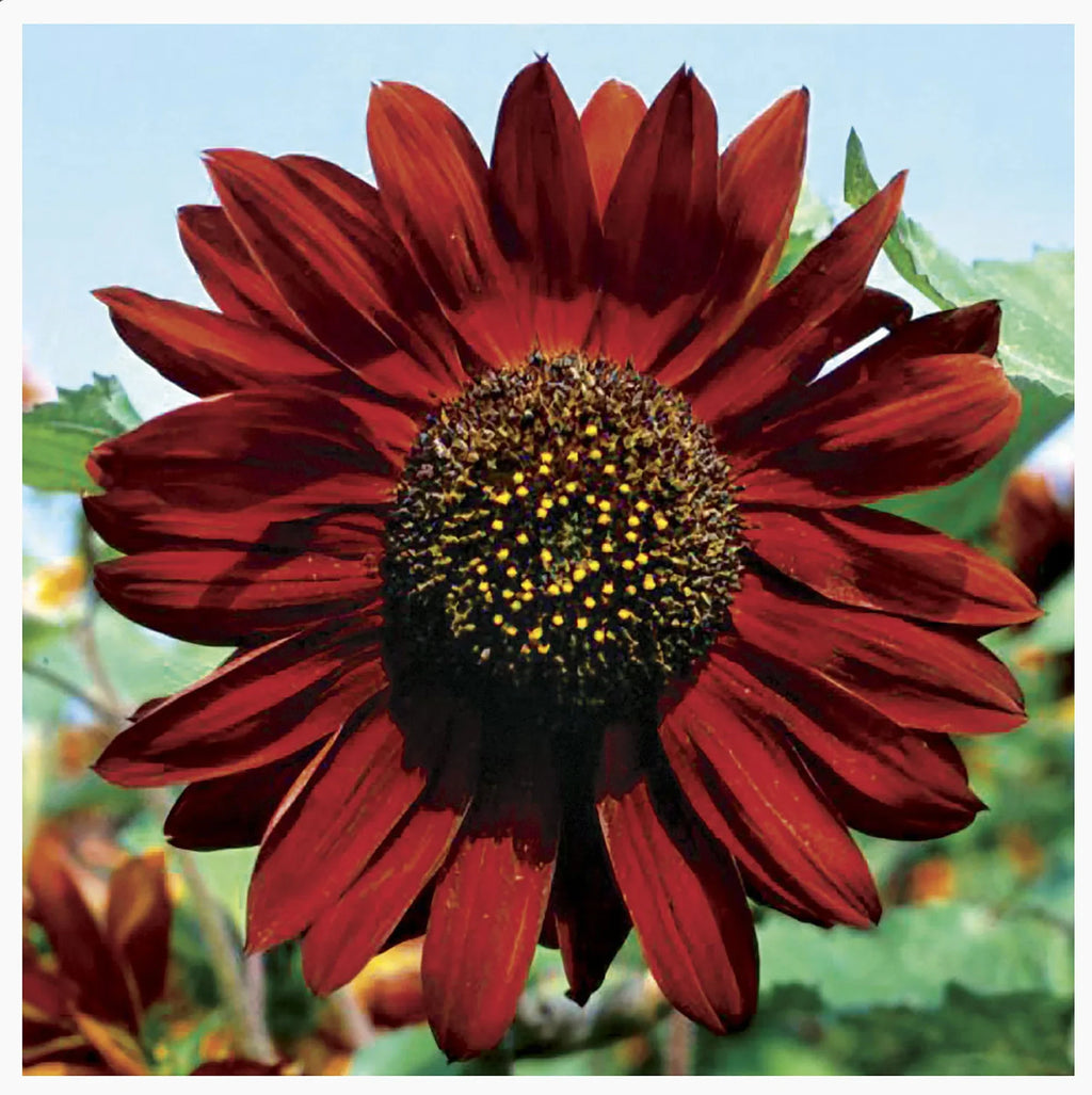 Premium Maroon SunFlower seeds for Planting Colorful Display, Heirloom & GMO Free Seeds for Home Garden seeds