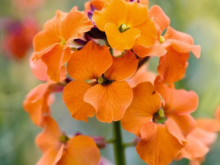 Premium Orange Erysimum Aliionii Flower seeds for Planting Premium Quality, Heirloom & GMO Free Seeds for Home Garden seeds