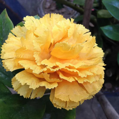 Yellow Carnation Flower Seeds for Planting