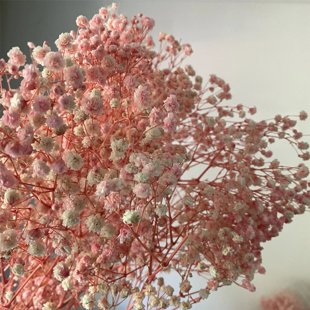 Peach Gypsophila Flower seeds for Planting Low Maintenance, Heirloom & GMO Free Seeds for Home Garden vegetable and garden seeds