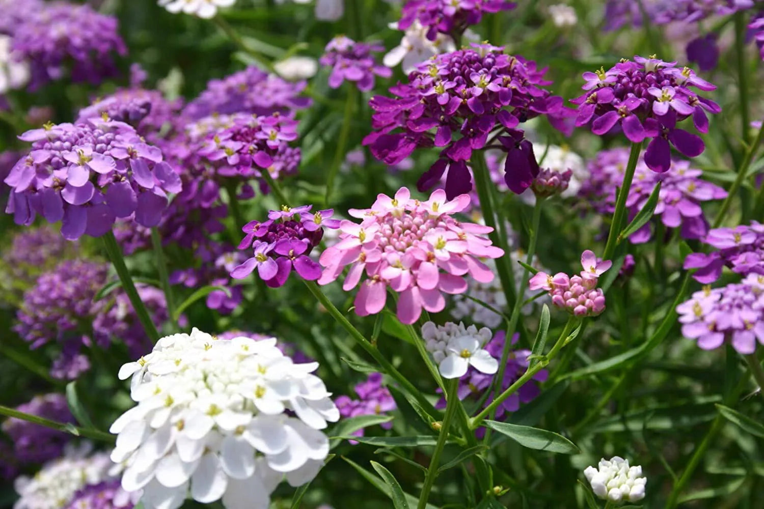 Premium Candytuft Flower seeds for Planting Wildflower Mix, Heirloom & GMO Free Seeds for Home Garden seeds