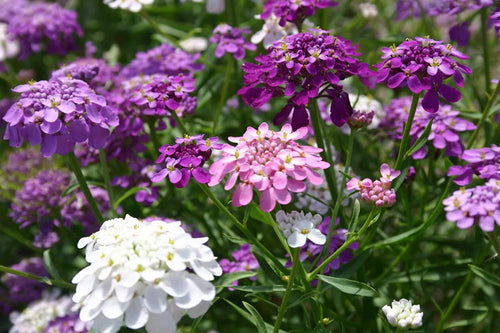 Premium Candytuft Flower seeds for Planting Wildflower Mix, Heirloom & GMO Free Seeds for Home Garden seeds