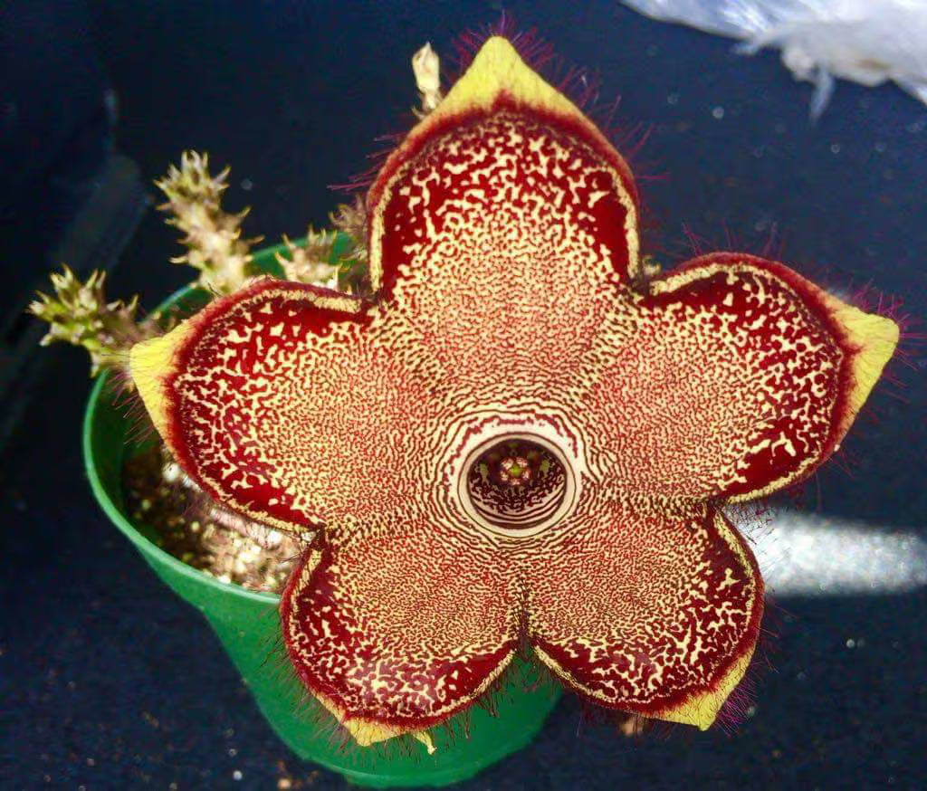 Premium Edithcolea Flower seeds for Planting Seasonal Bloomer, Heirloom & GMO Free Seeds for Home Garden seeds