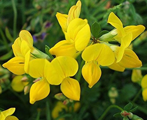 Premium Birdsfoot Flower seeds for Planting Sun Loving, Heirloom & GMO Free Seeds for Home Garden seeds