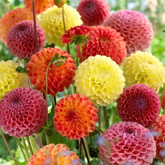 Mix Dahlia Fantasy Flower seeds for Planting Drought Tolerant, Heirloom & GMO Free Seeds for Home Garden vegetable and garden seeds