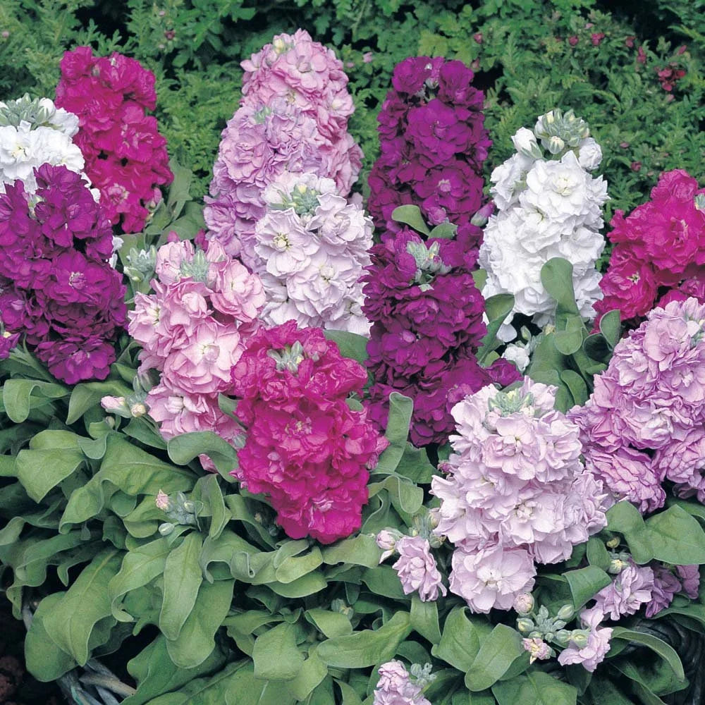 Mixed Matthiola Incana Flower seeds for Planting Bright Blooms, Heirloom & GMO Free Seeds for Home Garden vegetable and garden seeds