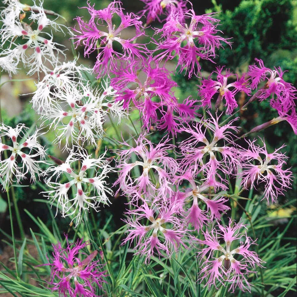 Dianthus Spooky Flower seeds for Planting Shade Tolerant Heirloom & GMO Free Seeds for Home Garden