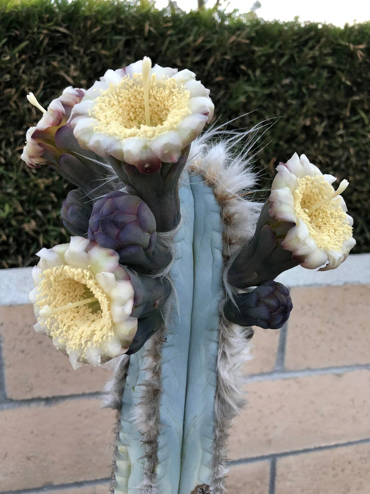 Heirloom Pilosocereus Flower seeds for Planting Hardy Variety Heirloom & GMO Free Seeds for Home Garden