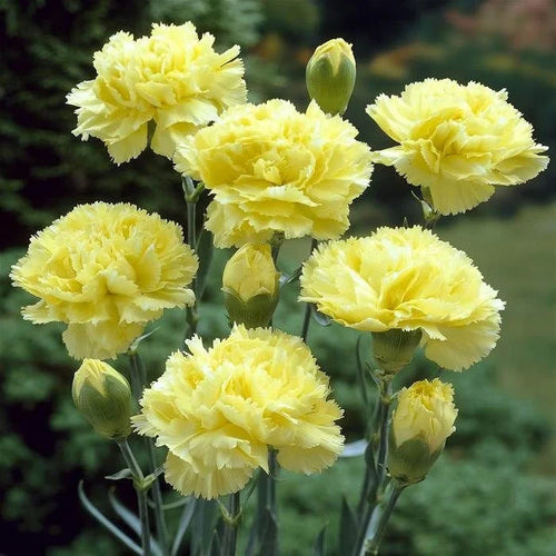 Premium Carnation Flower seeds for Planting Cottage Garden Essential, Heirloom & GMO Free Seeds for Home Garden seeds